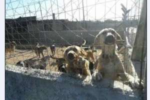 Perros callejeros: buscan solución “de equilibrio” entre denuncias de vecinos, protectoras de animales y la ley nacional