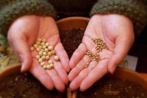 Entregan semillas de la temporada otoño-invierno