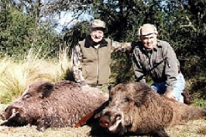 Se cumple este fin de semana la tradicional Fiesta del Jabalí en Aiguá