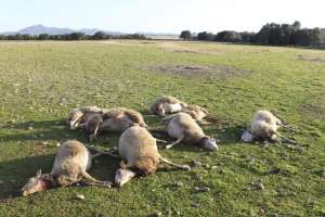 Tres perros sueltos mataron casi 200 ovejas en establecimientos de Maldonado