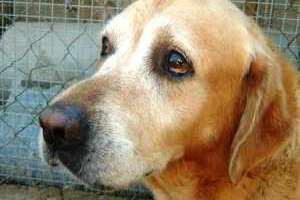 Denuncian que en el refugio municipal de Ruta 39 los perros comen vivos a otros canes