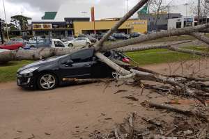 Una mujer salva su vida de milagro al bajar de su auto y árbol caer sobre él