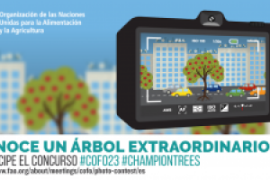 FAO lanzó concurso de fotografía sobre árboles extraordinarios