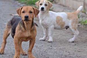 Organizaciones defensoras de animales visitaron el refugio canino de la Ruta 39