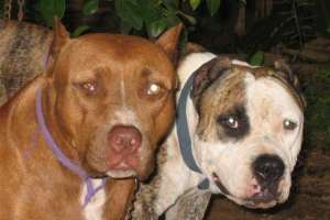 Veterinario afirma que no vio irregularidades en el refugio de la Ruta 39