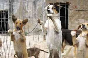 Ex voluntarias denuncian irregularidades en la Protectora de Animales de Maldonado