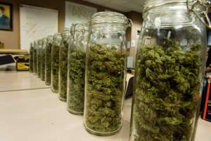 Solo una farmacia estaría interesada en vender marihuana en todo el departamento de Maldonado