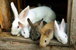 Menores fueron los autores del robo de conejos en la Escuela Agraria 