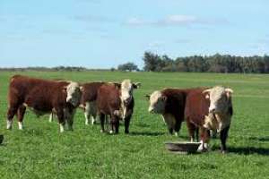 Se cumple en San Carlos este sábado la asamblea de la Sociedad de Fomento Rural