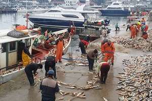 Intenso movimiento en el Puerto de Punta del Este por una abundante zafra del mingo
