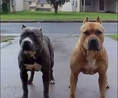 Un perro pitbull entró a un comercio y atacó a dos mujeres que resultaron heridas