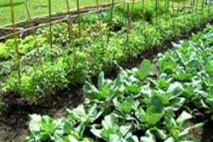 Piden reflotar un decreto que favorece la producción agrícola de los vecinos