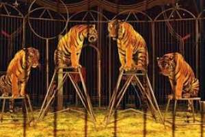 Medina: la prohibición de circos con animales era un compromiso de la campaña electoral