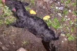 Jueza penal remitió caso de los niños que mataron a un perro a la justicia de familia