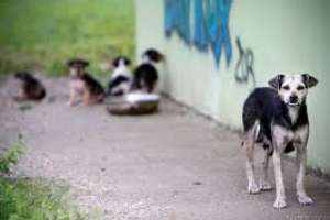 Proyectan un registro para la tenencia de perros, asociado a una cédula de su responsable