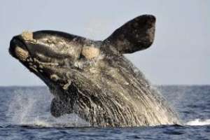 Confirmaron las fechas del lanzamiento de la temporada de ballenas 2016