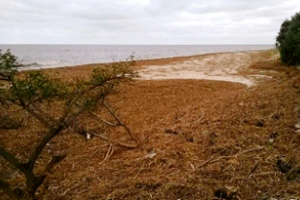 Publican guía de procedimiento para tratar la “resaca” que suele aparecer en la costa