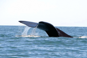 Avistaje de ballenas francas en Uruguay se afianza como nuevo producto turístico