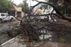 El fuerte viento causó en Maldonado dos voladuras de techo y derribó unos 50 árboles 