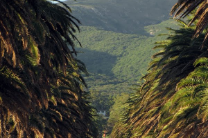 Usarán podas de palmeras para cercas captoras en el Municipio de Solís