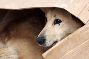 Animales sin Hogar brindará asesoramiento a la Intendencia de Maldonado