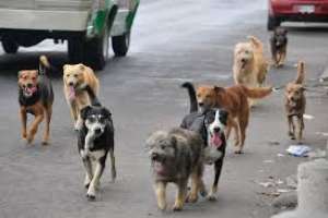 Reclaman que la IDM adopte una política definida para controlar los animales sueltos
