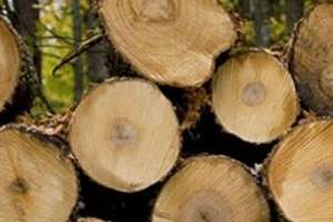 El sindicato de la madera movilizado por “persecución sindical y despidos”