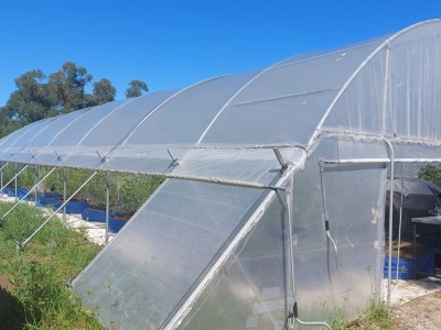 Operación Clapton: Se allanó una plantación de marihuana irregular en Punta Negra; 4 personas fueron formalizadas