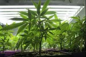 Pareja propietaria de comercio emplazada por plantíos de marihuana; tenían 76 plantas