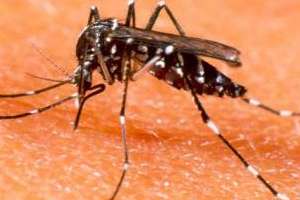 Se retoma la lucha contra el dengue, zika y chikungunya en Maldonado