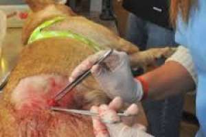 Aumentan y dinamizan el servicio de castraciones de perros en Maldonado