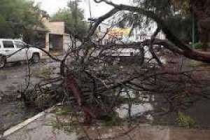 El temporal generó caída de algunos árboles