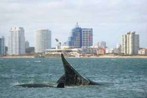 Uruguay, Argentina y Brasil tras un gran santuario para ballenas