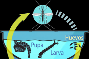 Jornada de levantamiento de larvas de Aedes pasó para el 1º de noviembre