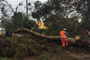 Se trabaja intensamente para liberar vías de tránsito cortadas por el temporal
