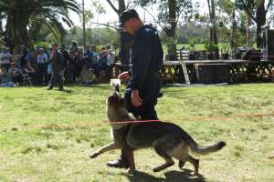 El plantel de perros de la Policía realizó una exhibición en la Expo San Carlos