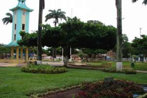 Reiteran pedido de relevamiento del arbolado de Maldonado, para evitar accidentes