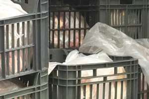 Incautan pollo en mal estado que venía para Las Rosas, donde se analiza posible brote de salmonella