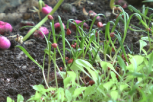 Comenzó la entrega de semillas primavera-verano
