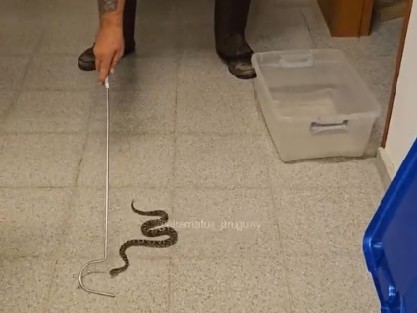 Una yara ingresó a un salón de clase de UTU