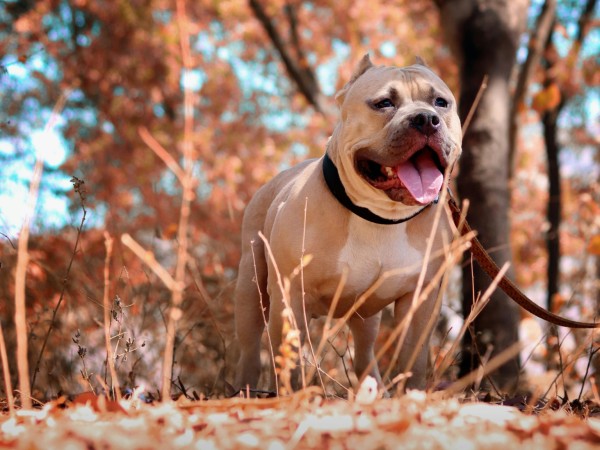 Perros de razas peligrosas: Parlamento analiza proyectos que establecen prohibiciones, seguros obligatorios y multas para sus dueños