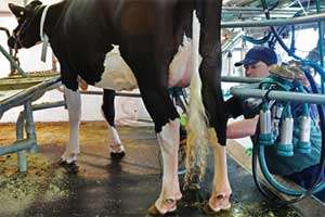 Tamberos: el temporal “devastó todo”, hubo animales muertos  y “las chacras se quedaron sin nada”