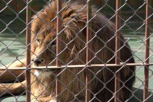 Cuando faltaban horas para su traslado, falleció el león Tito de San Carlos