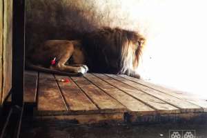 León “Tito” murió de una vasculopatía e infarto transversal de intestino, según constató la autopsia