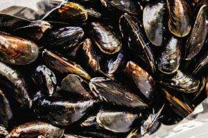 Marea roja en Maldonado y Rocha ante la detección de toxinas en moluscos