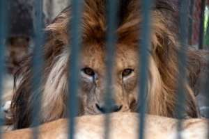 La muerte del león Tito genera una polémica entre la DINAMA y Animales Sin Hogar