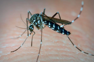 Instan a extremar medidas contra dengue, zika y chikunguña ante recambio de turistas