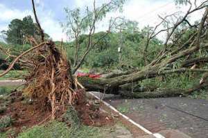 El viento derribó un árbol en La Mansa, pero el tránsito se restableció rápidamente