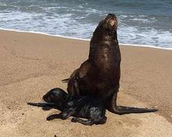 Loba marina que dio a luz en costas de Maldonado pone a prueba infraestructura para traslado