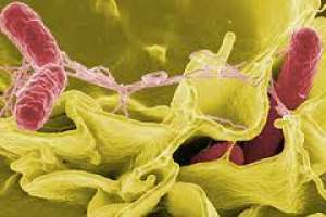 Continúa la investigación por foco de salmonelosis pero hay sólo un caso denunciado 